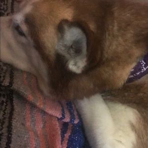 Meet your Posher, Laurel